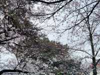 🌸 **寶塚櫻花之道遊覽櫻花觀賞分享** 🌸