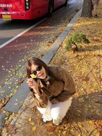 Golden Leaves & Chilly Breeze: Fall in Korea