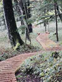 Senjogahara กับใบไม้เปลี่ยนสี ที่ Nikko คือที่สุดด