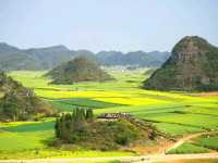 【中国】圧巻の菜の花のじゅうたん！「羅平菜の花畑」