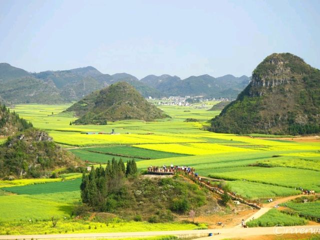 【中国】圧巻の菜の花のじゅうたん！「羅平菜の花畑」