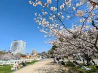 福岡舞鶴公園，市區內最便捷的賞櫻景點