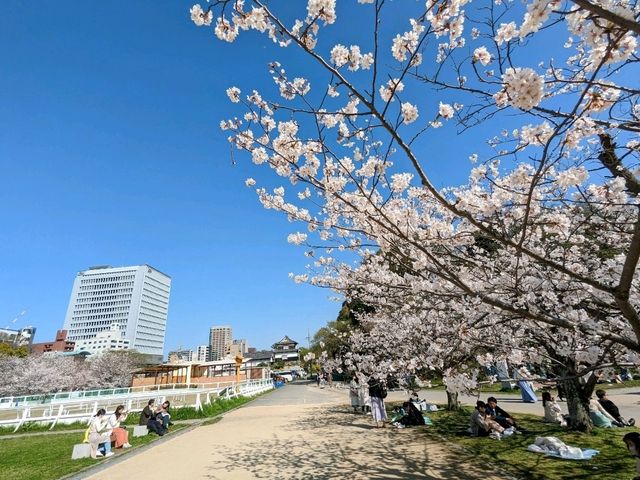 福岡舞鶴公園，市區內最便捷的賞櫻景點
