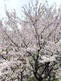 【広島、佐木島】千本桜🌸山いっぱいの美しさ