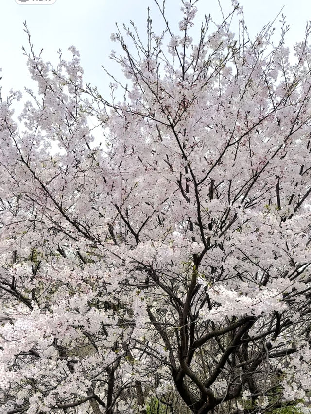 【広島、佐木島】千本桜🌸山いっぱいの美しさ