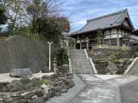 知多の旅　美しい木蓮が見ごろの醒悟院