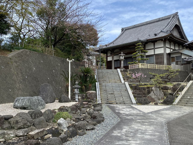 知多の旅　美しい木蓮が見ごろの醒悟院