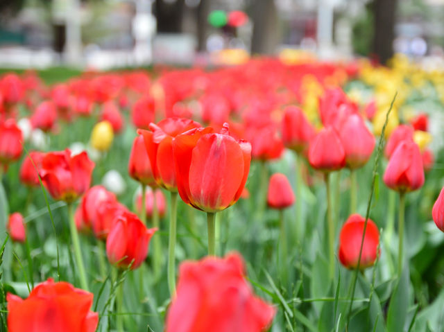 Spring at Jingshan Park🌷