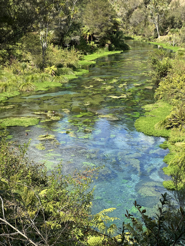 🇳🇿100 Years in the Making: Nature’s Purest Water from Blue Spring