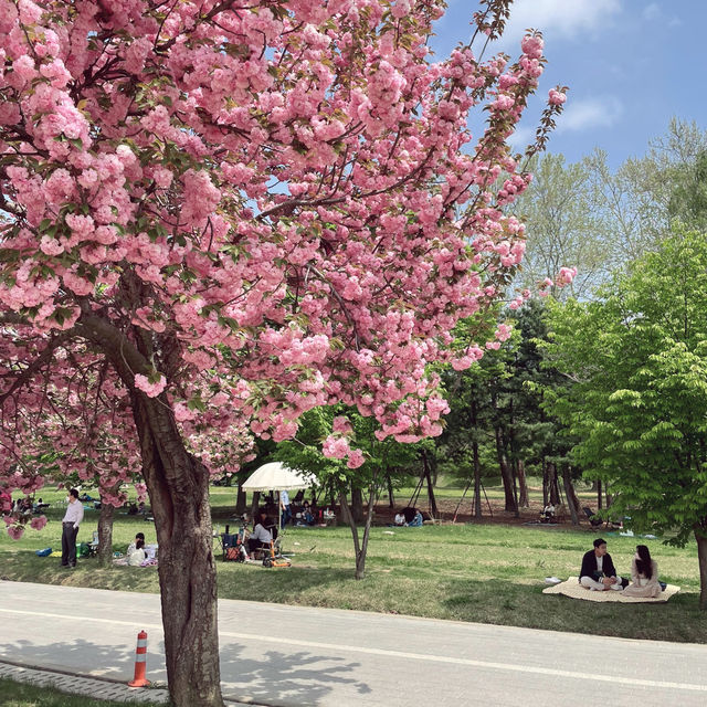 서울 근교 겹벚꽃의 성지 알려드립니다!