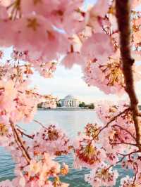 ワシントンD.C.春の絶景｜2025年桜まつり完全ガイド🌸