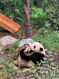 Chengdu Panda Valley: A Close-Up Encounter with Nature’s Cutest Treasure