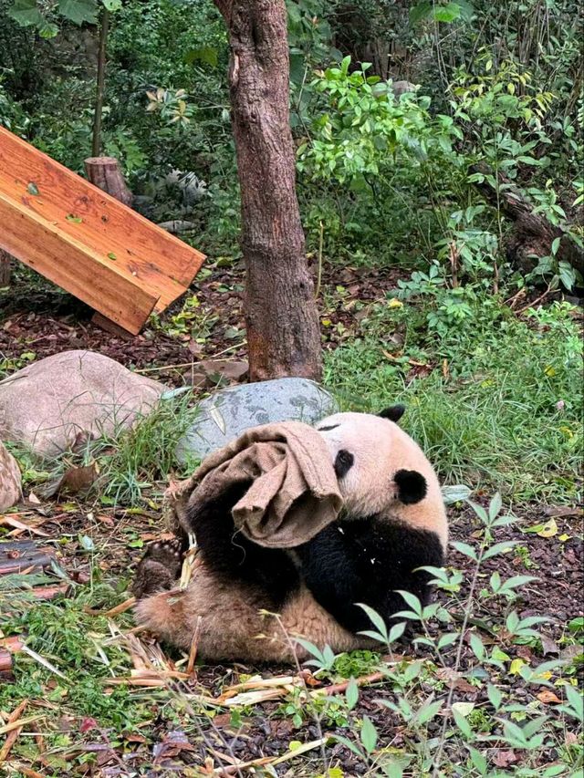Chengdu Panda Valley: A Close-Up Encounter with Nature’s Cutest Treasure