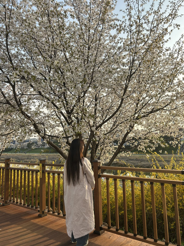 청주 도심 속 벚꽃 힐링 스팟, 무심천 벚꽃길🌸🤍