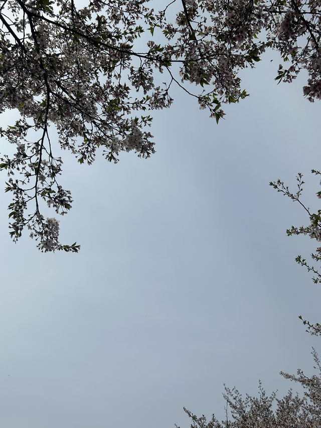 도심에서 만나는 벚꽃 명소, 오송생명호수공원 벚꽃길🌸🤍