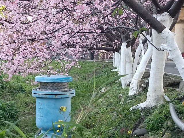 🌸** 新竹頭前溪橋左岸櫻花步道**🌸