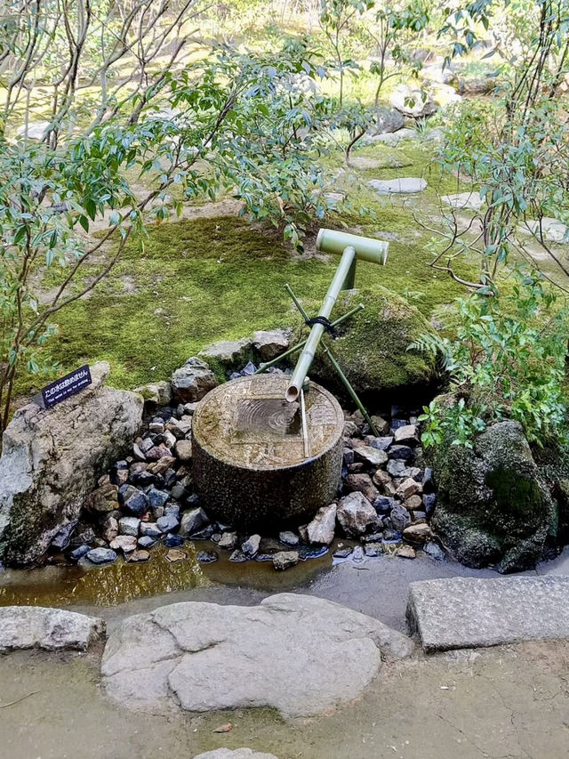 Spring Stroll at Ryoan-ji