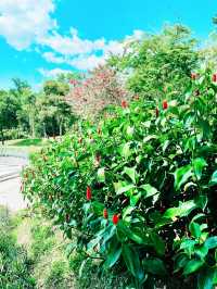 “Nature Reimagined: The Sustainable Soul of Canal Park”