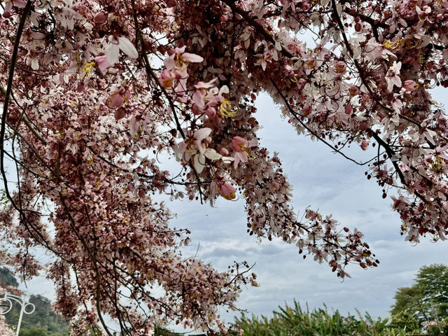 沈醉在花旗木粉紅浪漫中