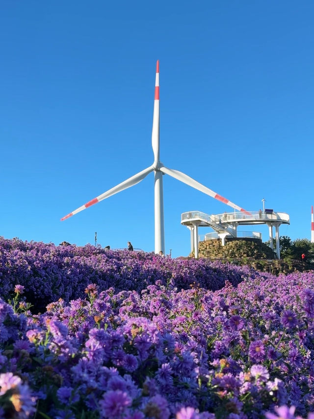 거창 감악산 아스타 국화 축제 보라빛 풍경💜