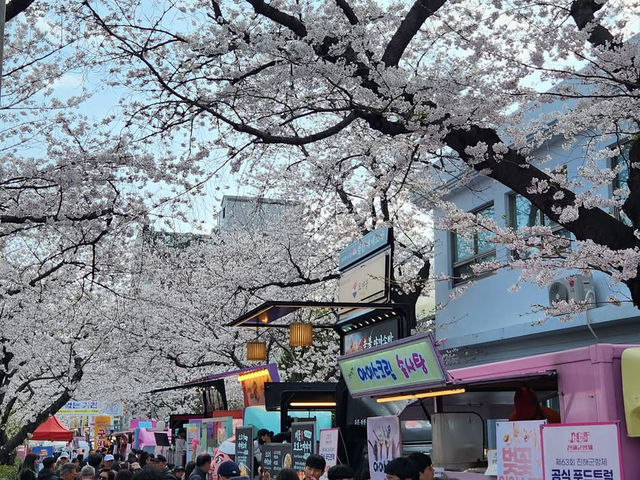 “Jinhae in Bloom: A Spring Symphony of Cherry Blossoms”