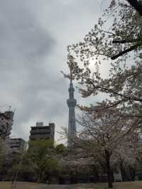東京景點｜隅田公園 