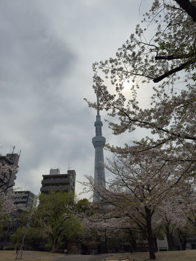 東京景點｜隅田公園 