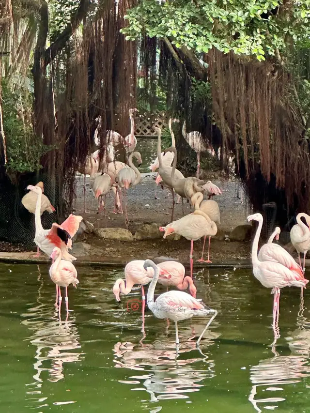 Explore Bird Lake in Kowloon Park