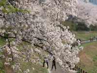 新道林・安養川の桜並木でのんびり花見散歩🌸