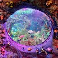 JOURNEY BENEATH THE WAVES | DISCOVER SEA LIFE MALAYSIA TODAY !