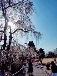 松本市區一日遊行程，從城堡漫步到老街文青時光。