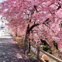 東京近郊的私房賞櫻秘境---松戶坂川河津櫻
