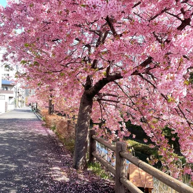 東京近郊的私房賞櫻秘境---松戶坂川河津櫻