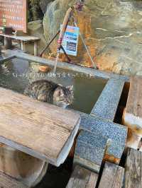 看板猫🐈がいる！？湯谷温泉の無料の足湯♨️
