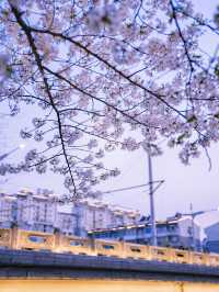 Hidden Cherry Blossom Night Spot in Hangzhou 🌸 Just Like a K-Drama Scene!