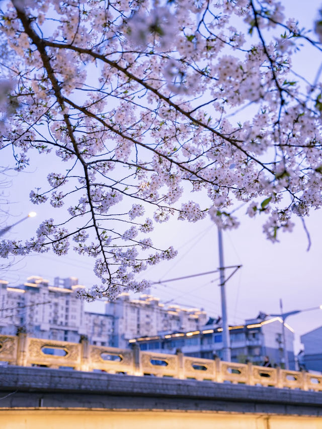 Hidden Cherry Blossom Night Spot in Hangzhou 🌸 Just Like a K-Drama Scene!