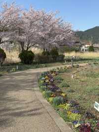 早朝の贅沢、富士山と桜をひとりじめ