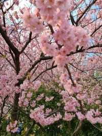 Wuxi Turtle Head Isle Cherry Blossoms– China's Most Breathtaking Sakura Destination