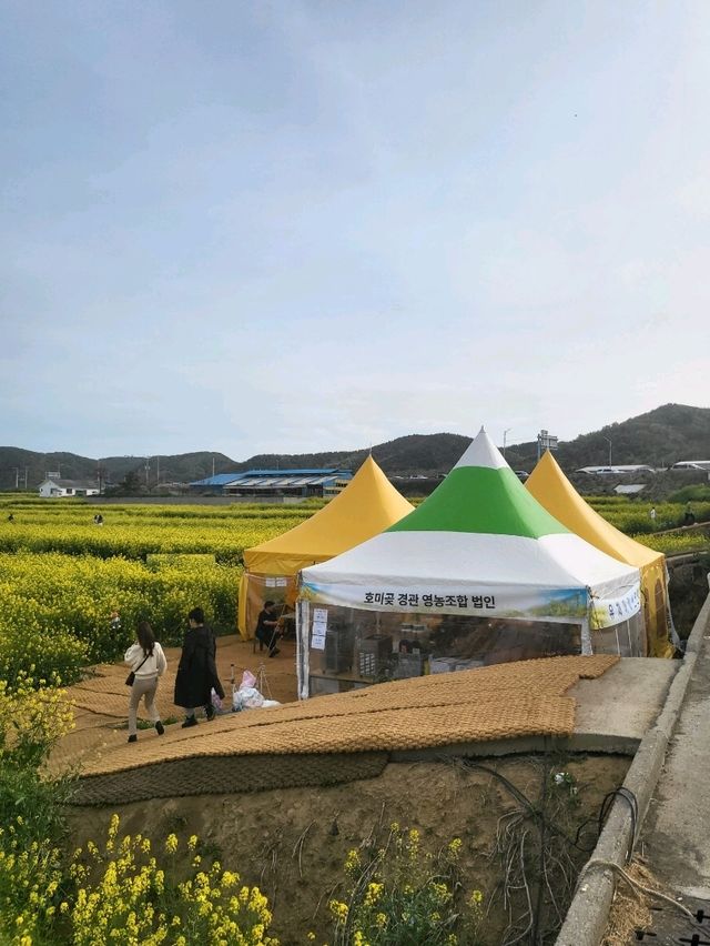 유채꽃 만발한 낭만가득 포항여행코스
