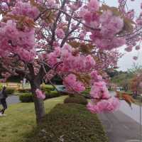 Senba Lake Park, Ibaraki
