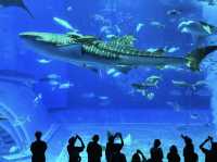  Okinawa Churaumi Aquarium 