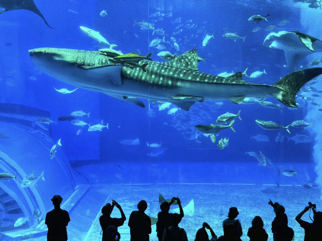  Okinawa Churaumi Aquarium 