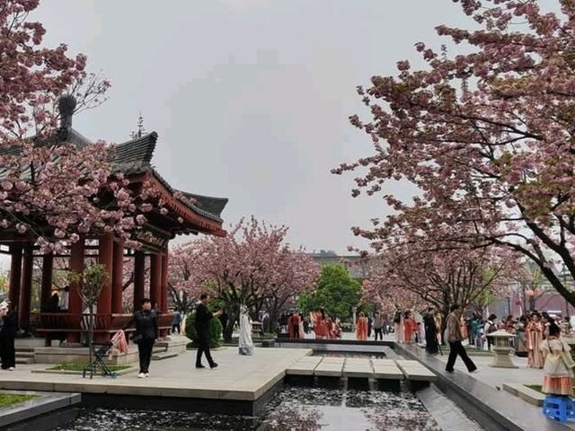 西安大雁塔廣場觀賞櫻花及音樂噴泉秀