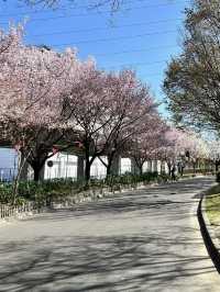 荒子川公園-綿延不斷的櫻花樹，形成了一條壯觀的櫻花道