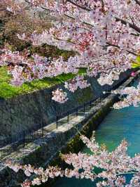 🌸 Kansai’s Hidden Cherry Blossom Map 