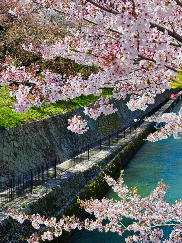 🌸 Kansai’s Hidden Cherry Blossom Map 