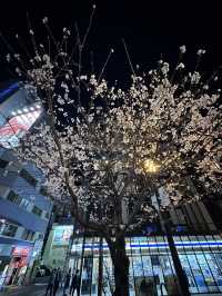 福岡🌸福博相逢橋夜櫻伴中洲夜景🎑