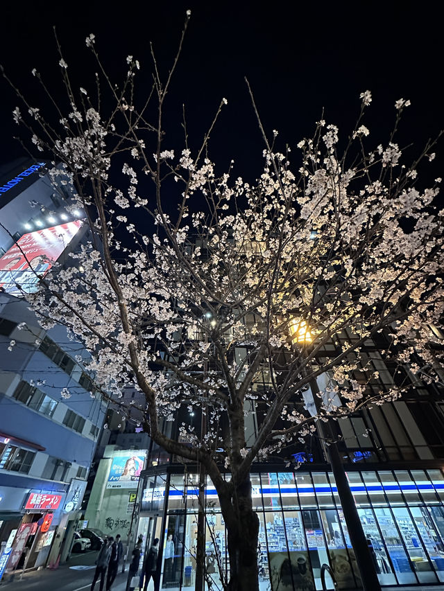 福岡🌸福博相逢橋夜櫻伴中洲夜景🎑