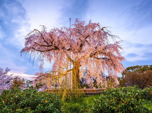 Maruyama Park: Kyoto's Most Lively Cherry Blossom Party