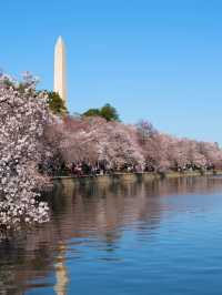 Petals and Presidents: Springtime at D.C.’s Tidal Basin